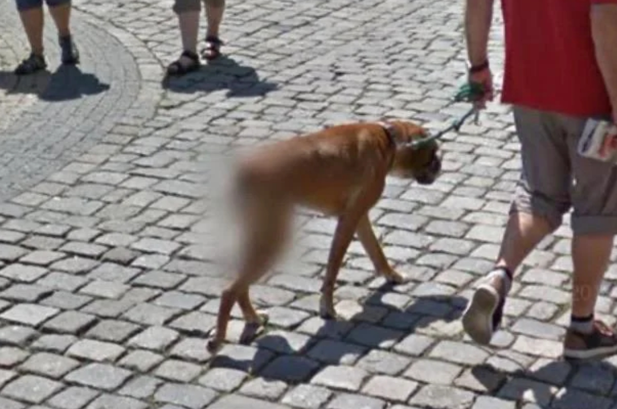 Blurry dog on a leash walking on a cobblestone street with people nearby