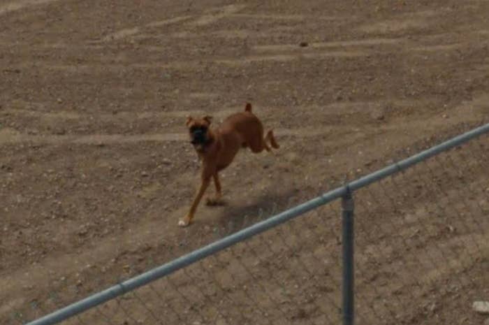 Dog running on a dirt ground behind a fence