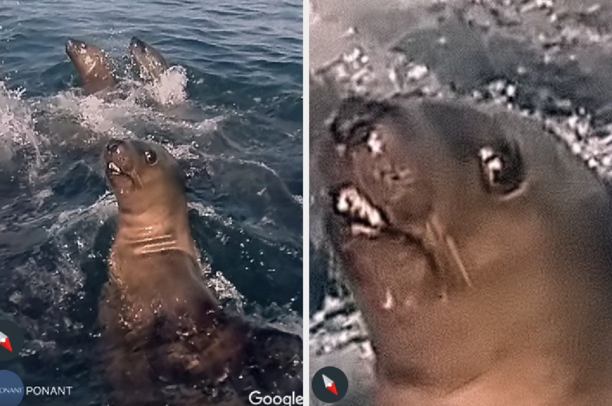 Two images of a seal; one with it swimming and another showing its face close-up