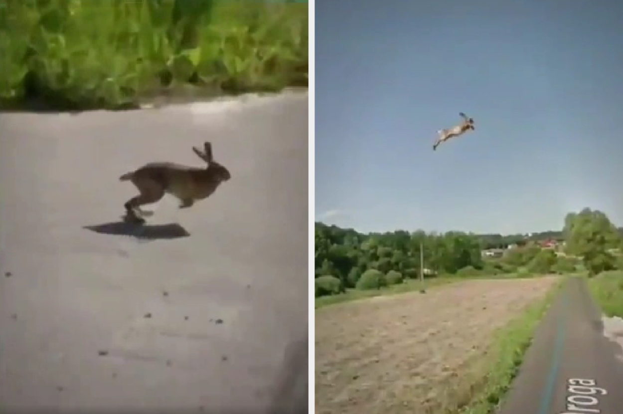 A rabbit hopping on a path and a person paragliding above a landscape
