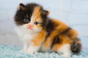 a fluffy calico kitten