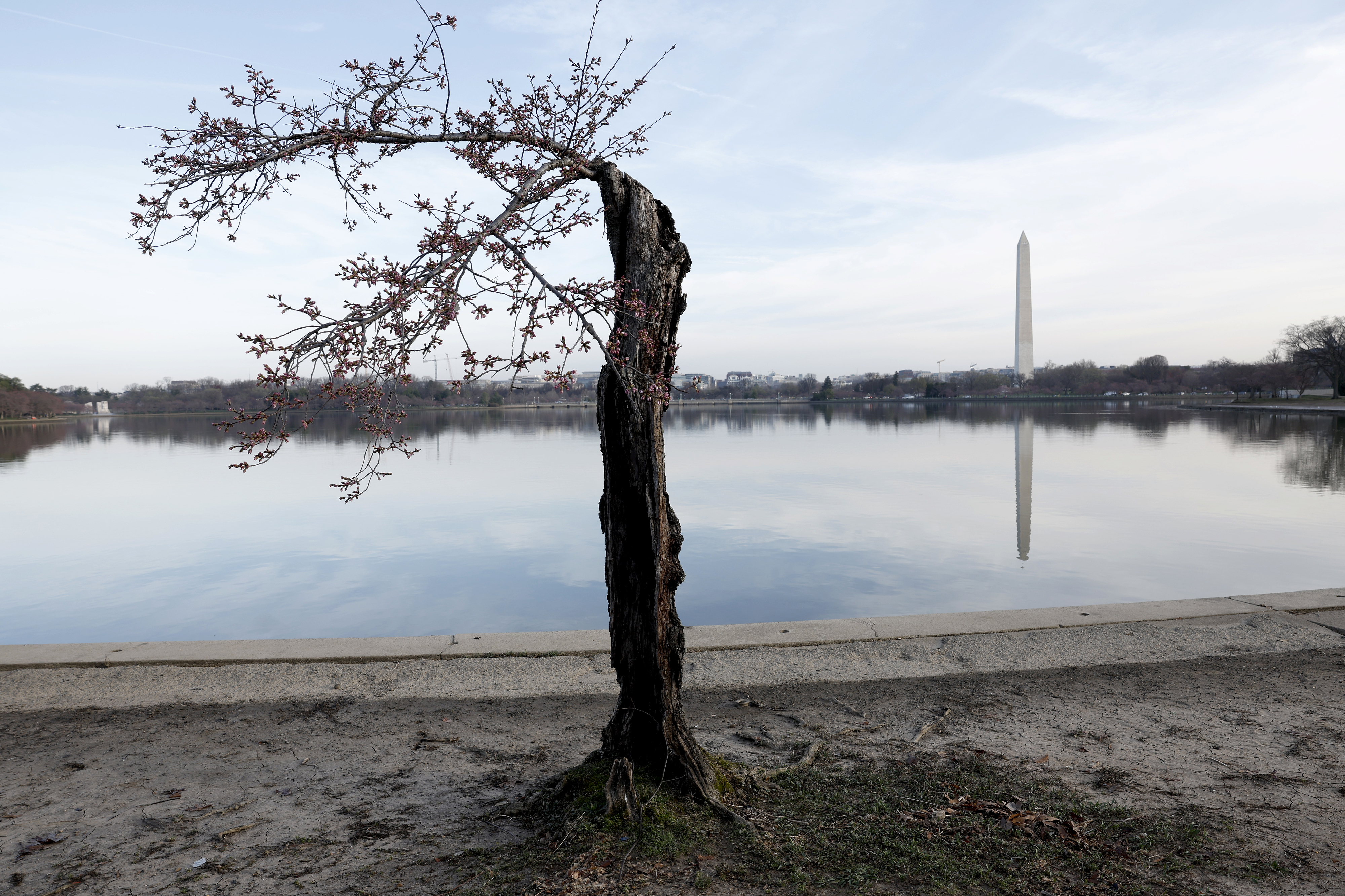 Damaged tree by water with Washington Monument in the background