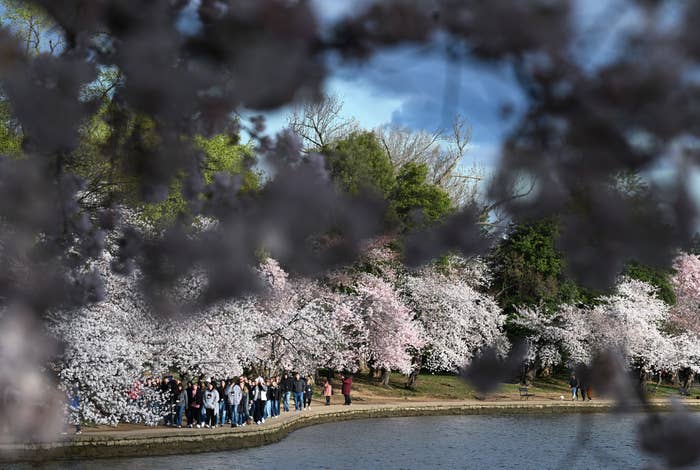 Group of people admiring cherry blossoms by a pond, viewed through a frame of blossom branches