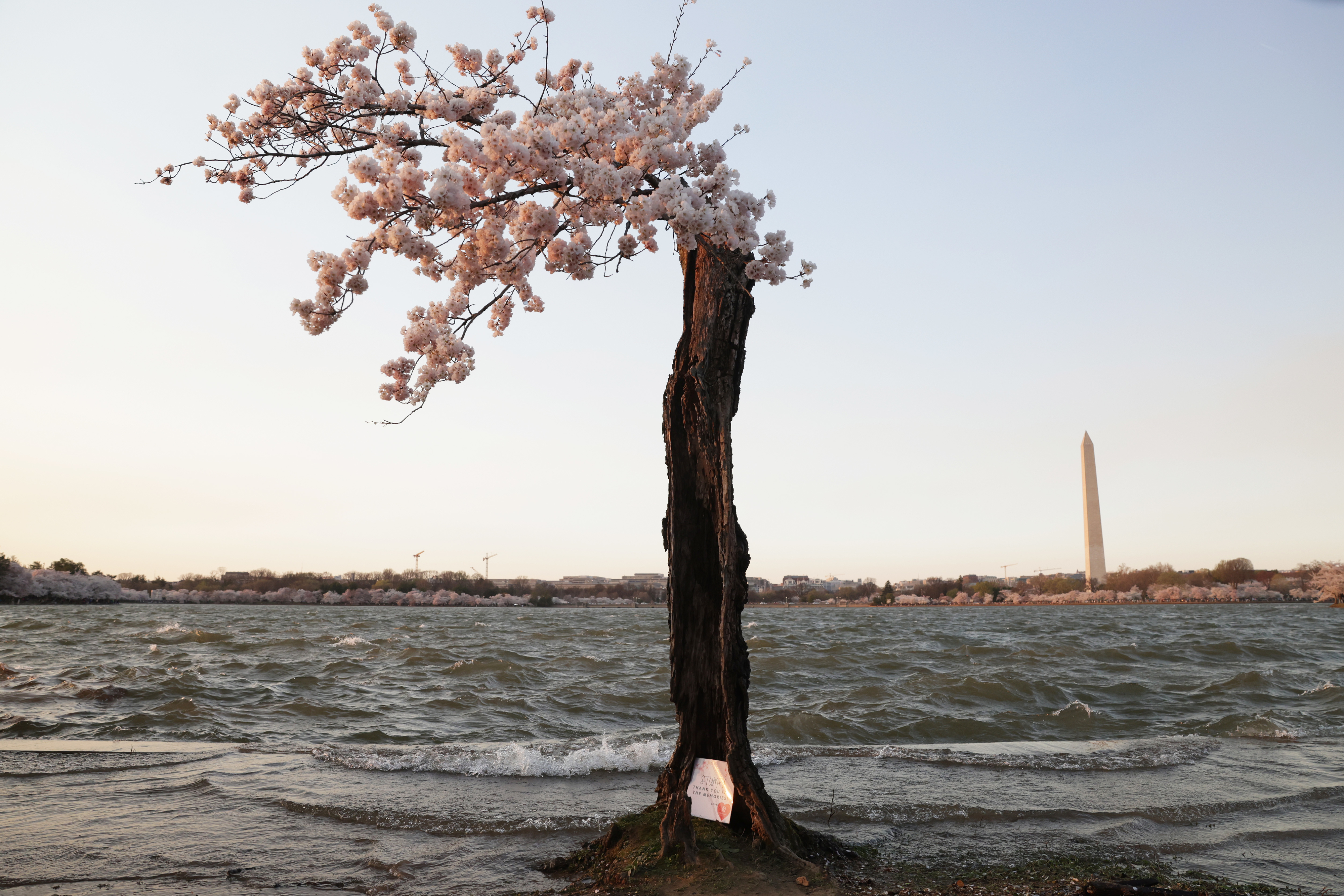 Cherry blossom tree by water with the Washington Monument in the background