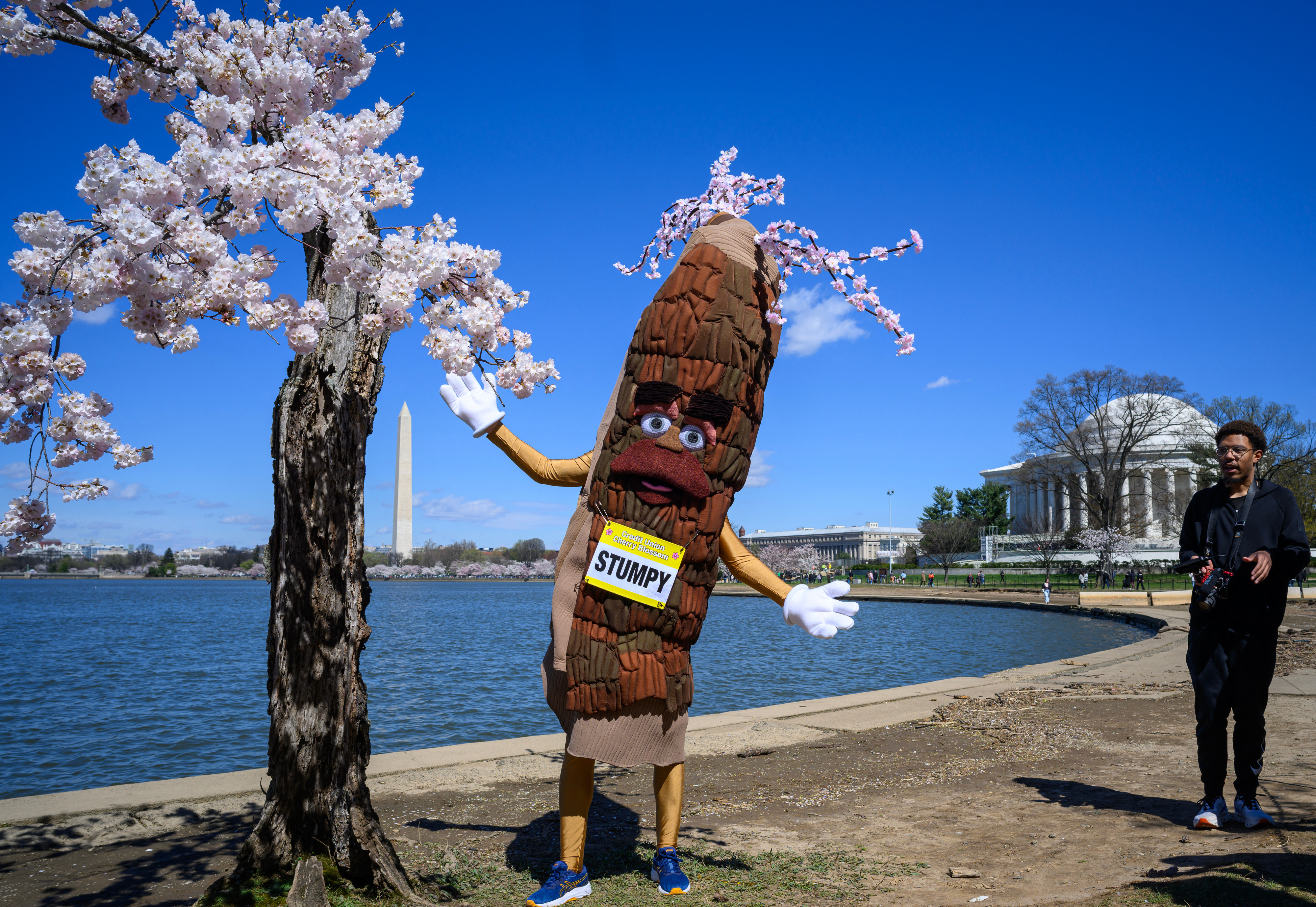 Person in a tree costume named &quot;Stumpy&quot; standing by cherry blossoms with another individual walking by