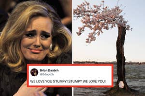 Adele crying emotionally, and a humorous tweet showing support for a half-submerged tree named 'Stumpy'