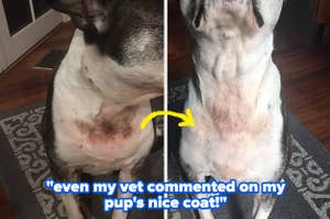Two side-by-side photos of a dog with skin irritation, possibly for an article on pet skin care products