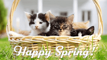 Dos gatitos en una canasta con texto &quot;¡Feliz Primavera!&quot;