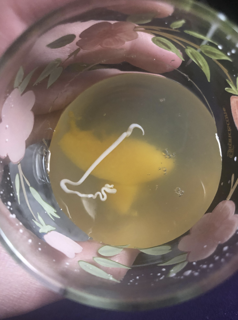 Transparent cup with a liquid and a white object floating in it
