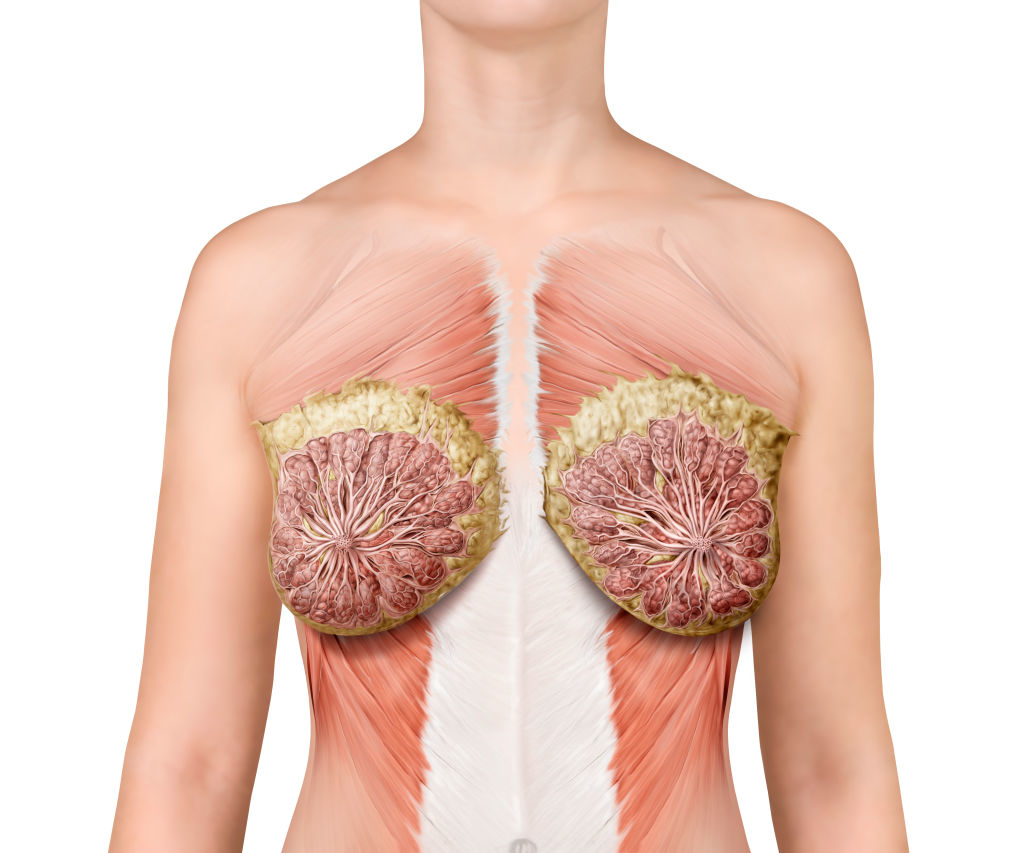 Anatomically detailed illustration showing muscles, milk ducts, and other breast tissue of human upper torso