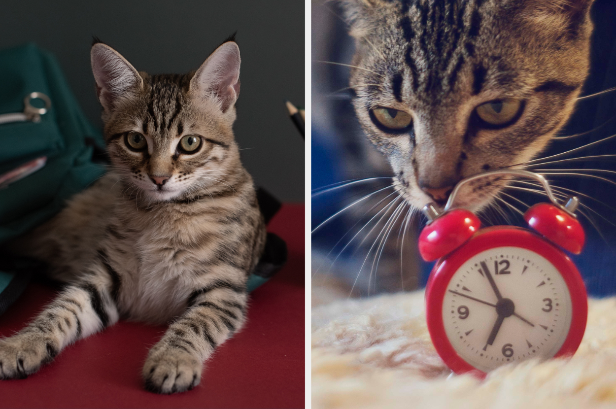 Two separate images of tabby cats: one sitting beside a bag; the other sniffing a red alarm clock