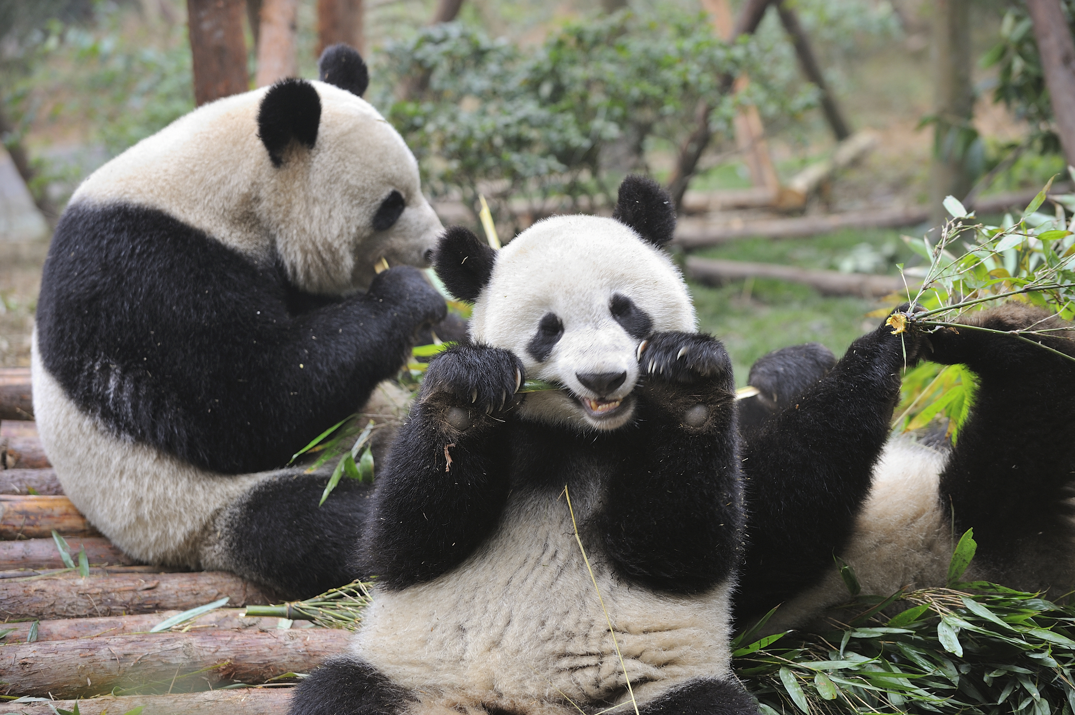 Two pandas sitting and eating bamboo in a forested habitat