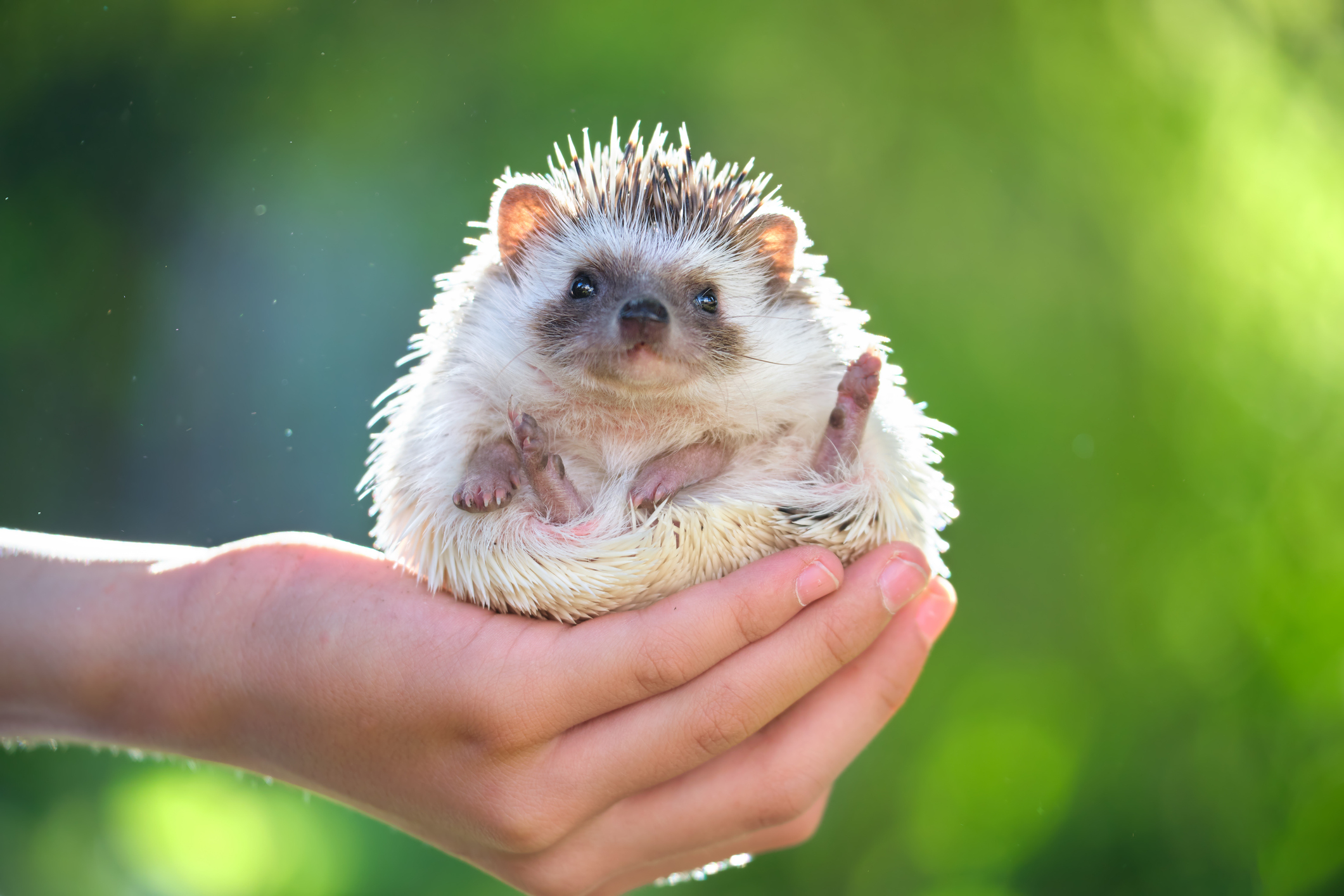 Person holding a hedgehog in their hands outdoors