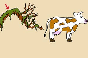 An illustration of moss and an illustration of a cow