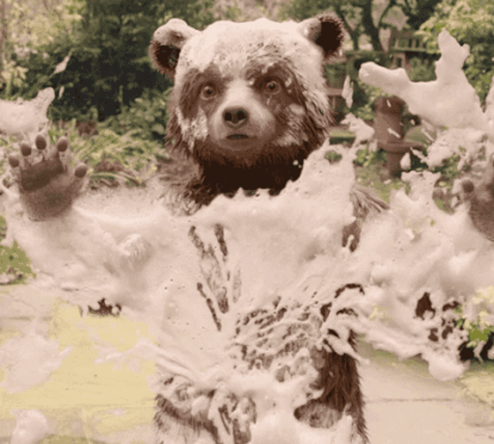 Paddington Bear splashed in a sudsy tub
