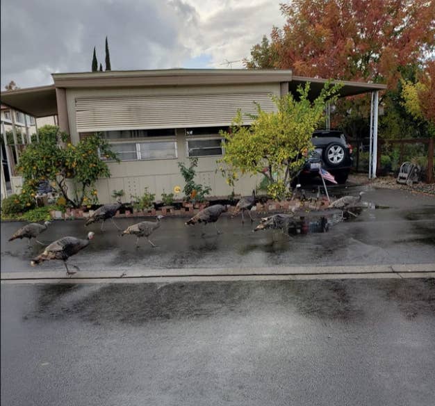 A flock of turkeys crossing a wet suburban street in front of a house with a car parked in the driveway