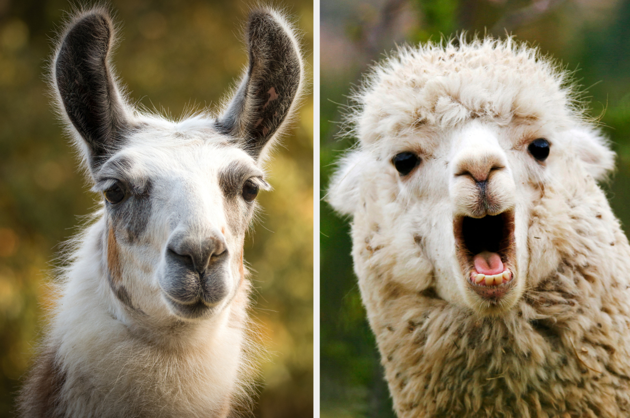 Two camelids side-by-side, a llama on the left and an alpaca on the right, both facing forward