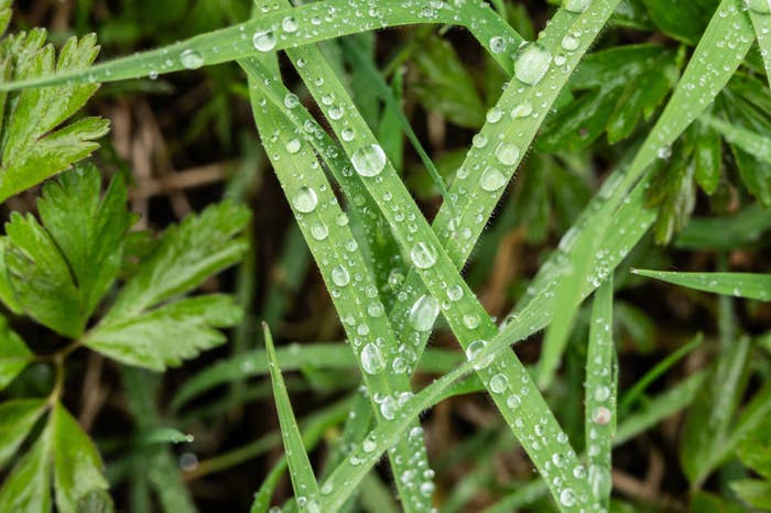Grass blades with water droplets, amidst other green foliage