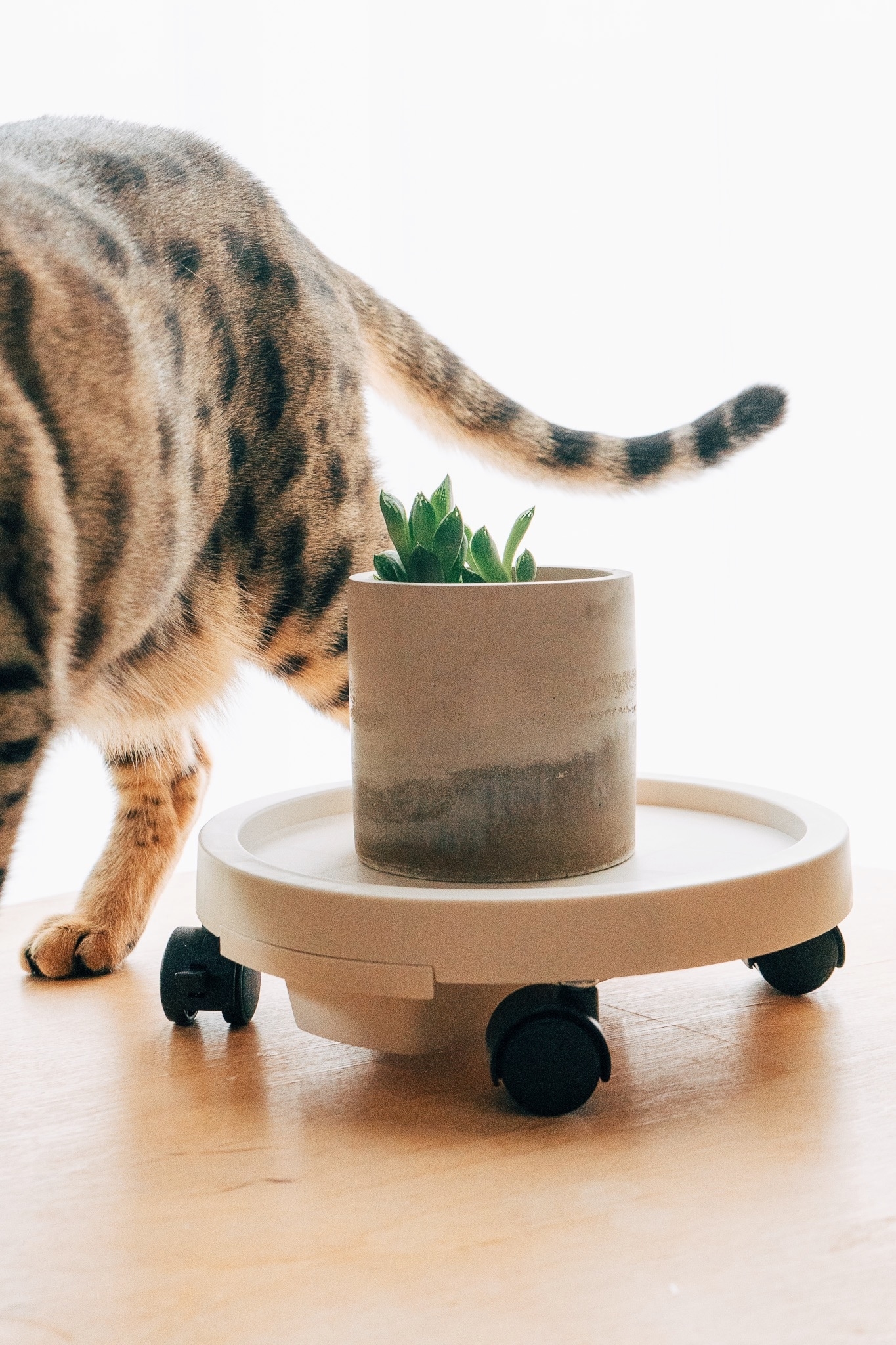 3COINS(スリーコインズ)の便利グッズ「キャスター付きトレー/Interior Green」