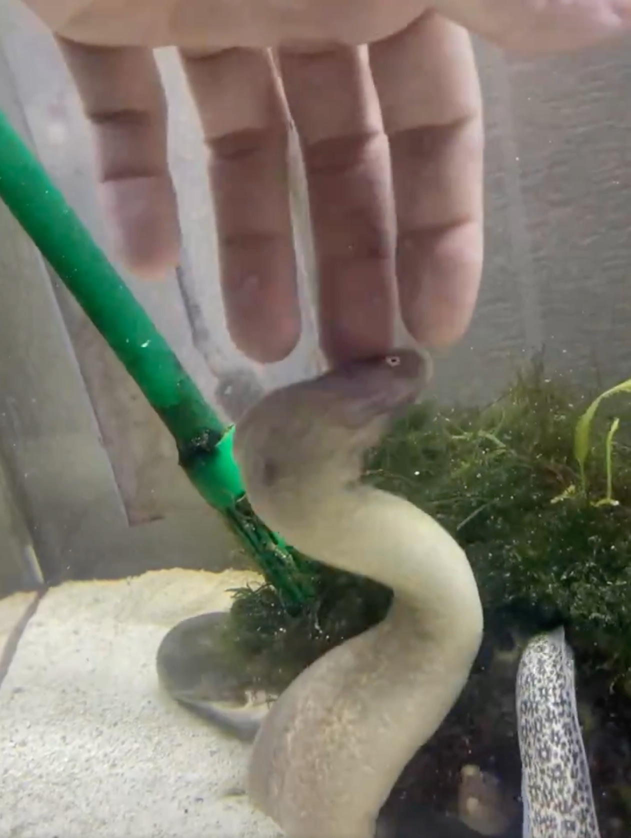 人の手がガラス越しに見え、水槽内のヘビが緑のホースを咥えている様子。