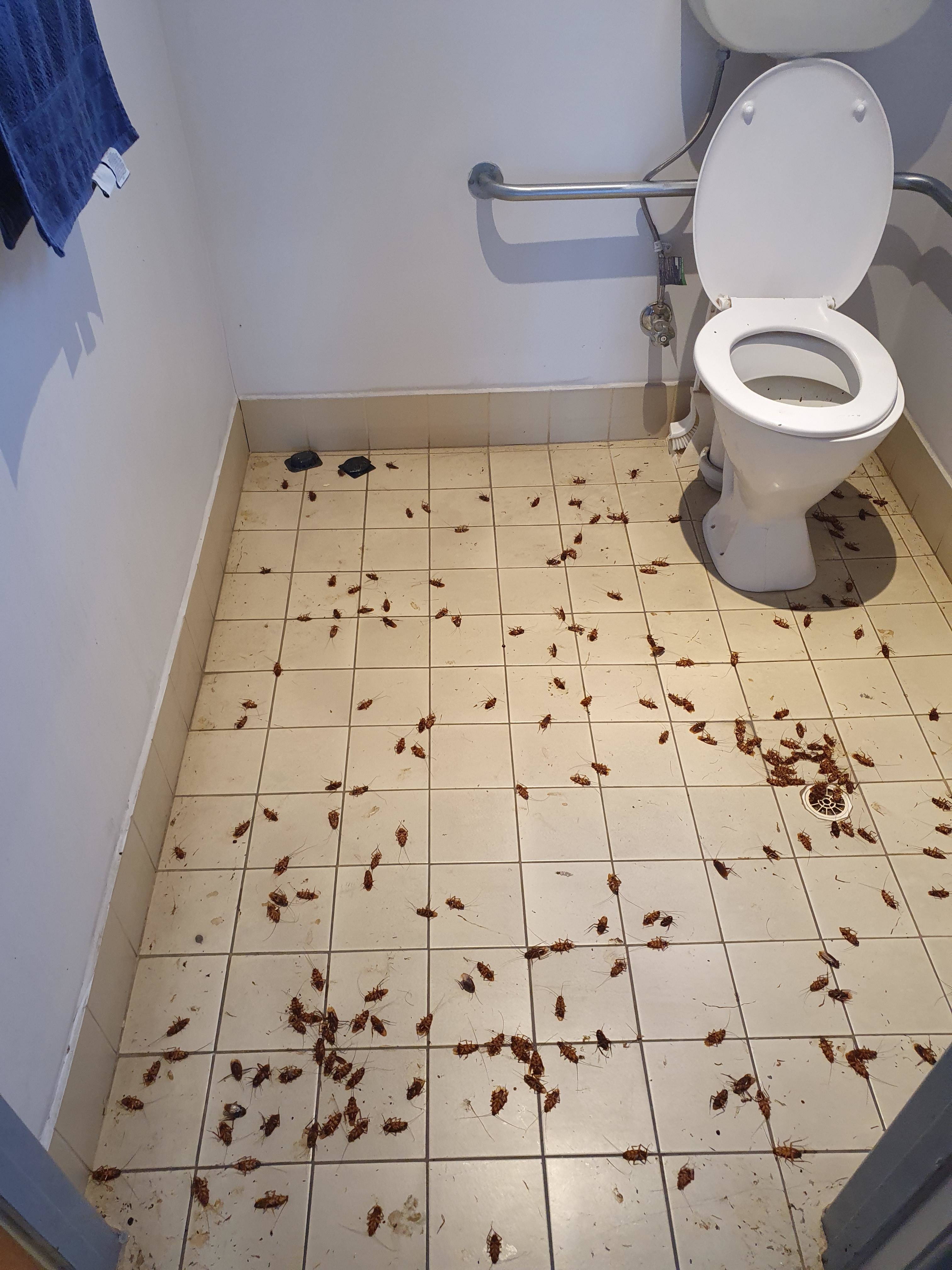 Bathroom floor and toilet with scattered dead roaches, needing cleaning