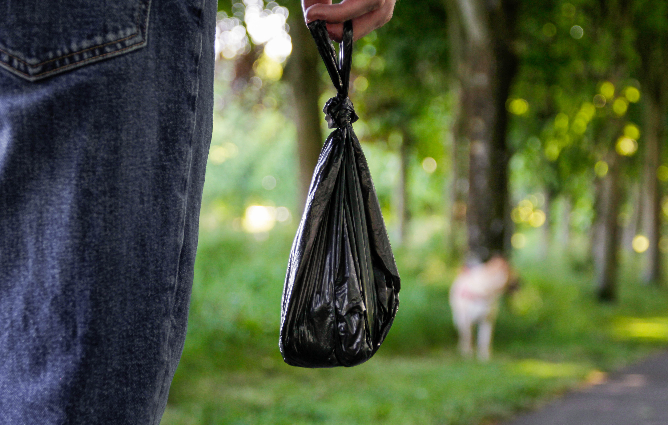 Person holding a dog waste bag on a path with a dog in the background