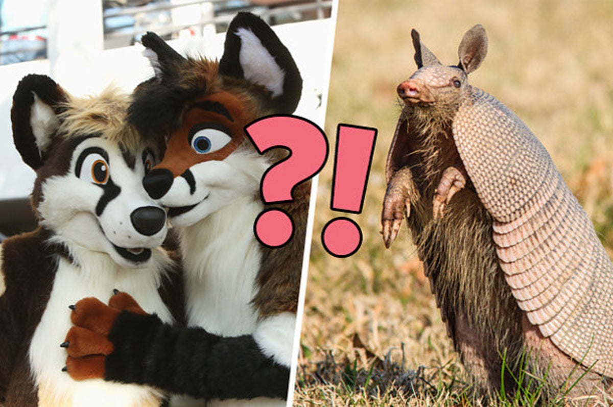 Fursona Quiz: What Type Of Furry Are You?