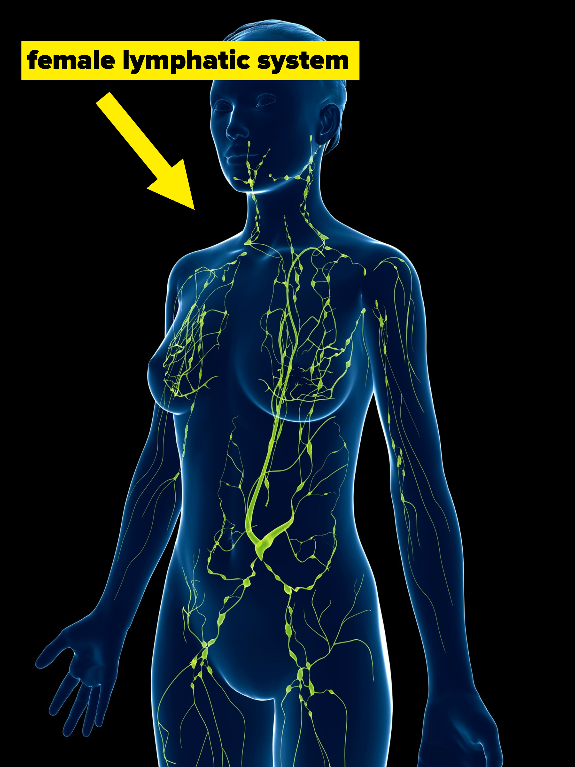 Illustration of female lymphatic system with highlighted vessels in a standing figure