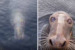 Two images of a seal peering curiously out of the water, one with a close-up of its face