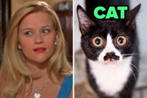 On the left Elle Woods looking off to the side, amused, and on the right, a cat with wide eyes