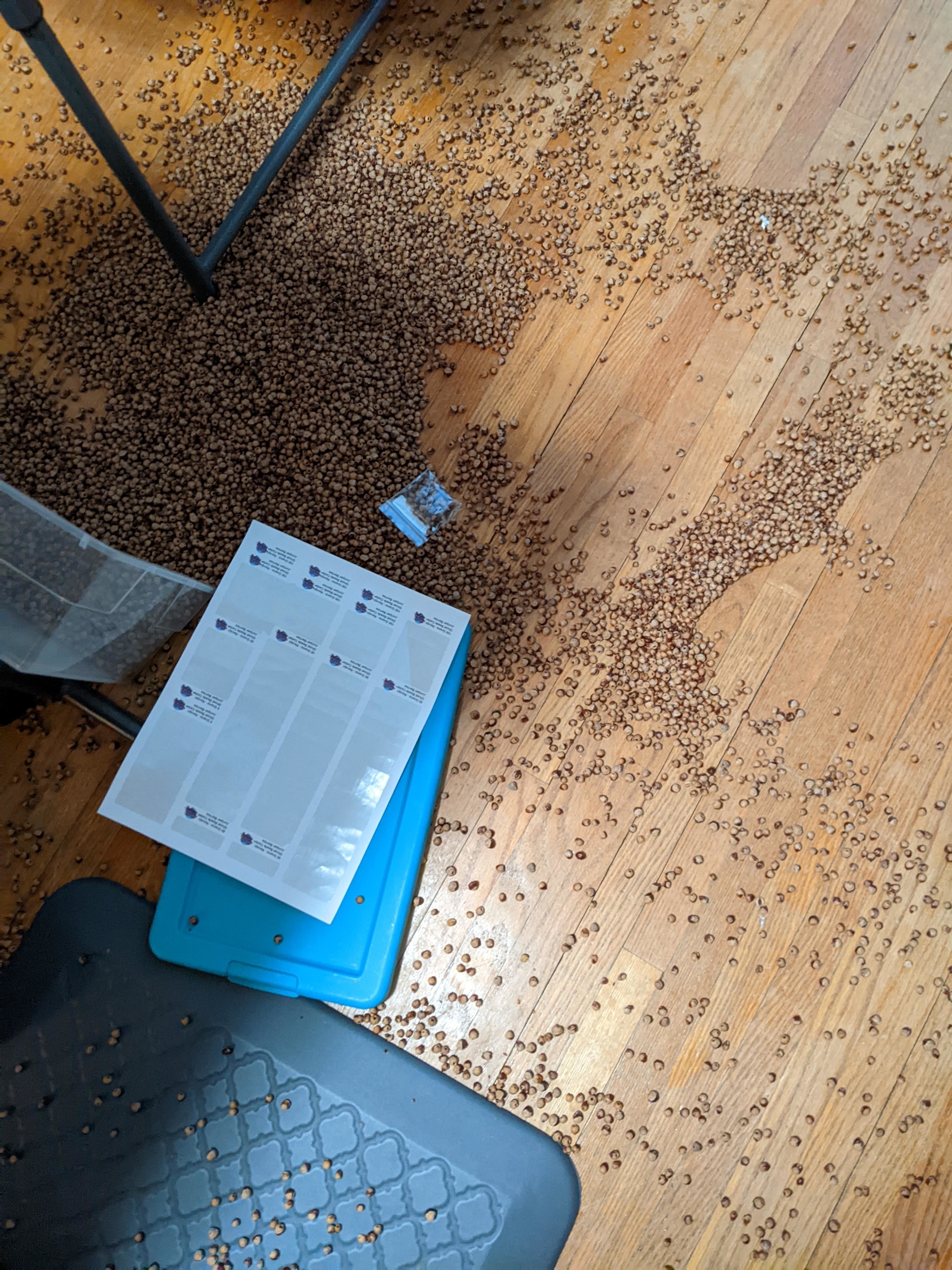 Overturned chair and a clipboard next to a large spill of small round objects on a wooden floor