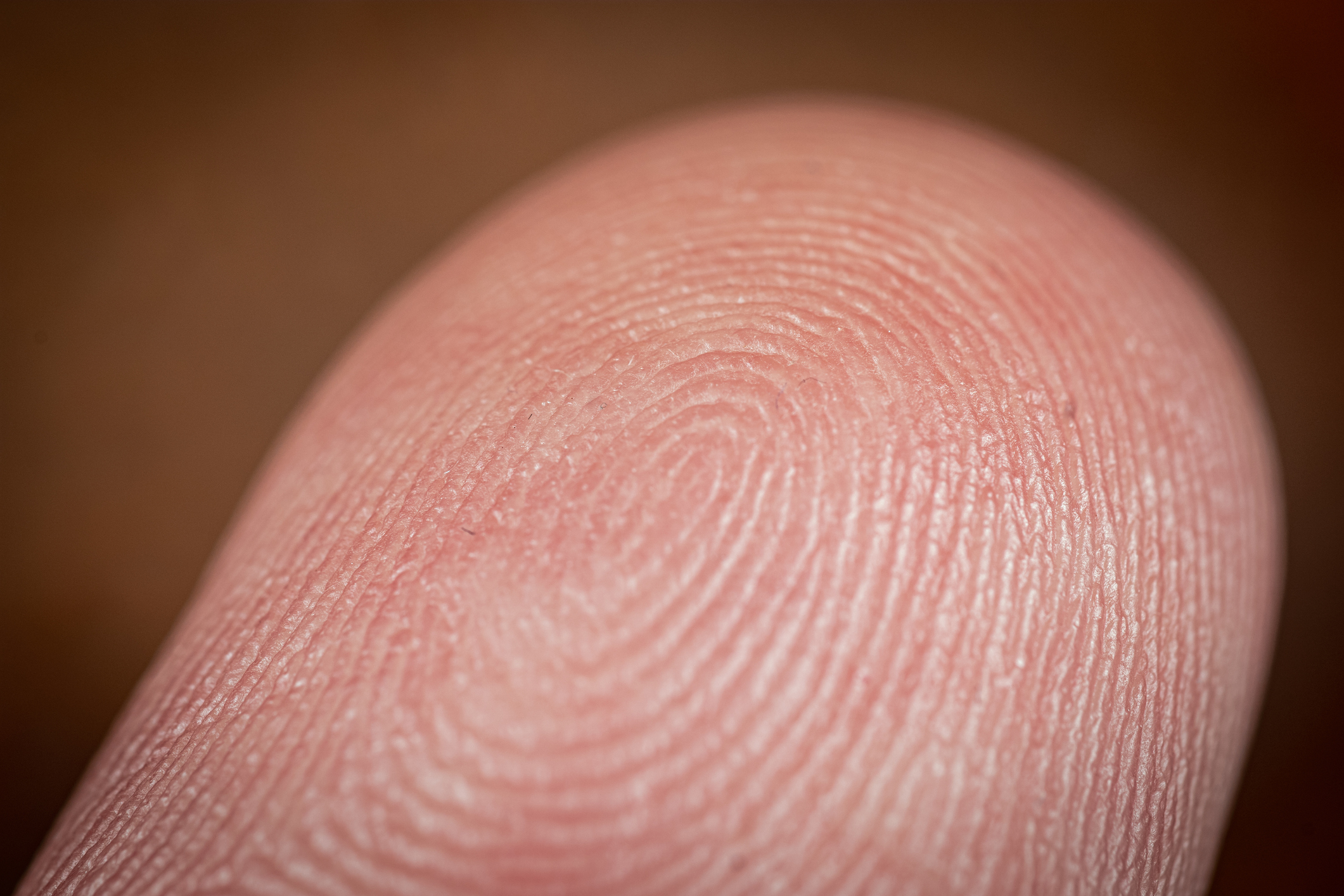 Close-up of a human fingerprint pattern