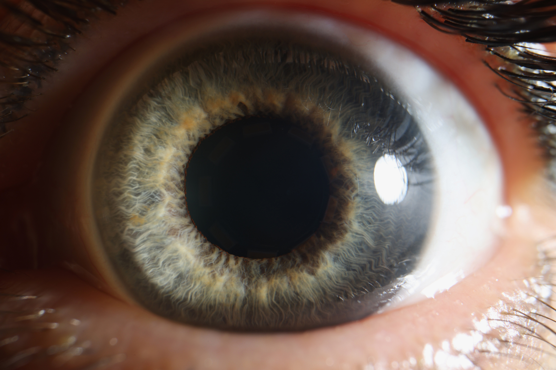 Close-up of a human eye, showing the iris detail and eyelashes, illustrating eye anatomy