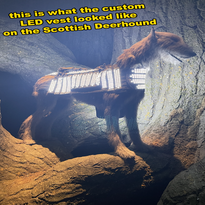 Scottish Deerhound wearing a custom LED vest, standing on rocks, illuminated from above. Text overlay about the vest's appearance