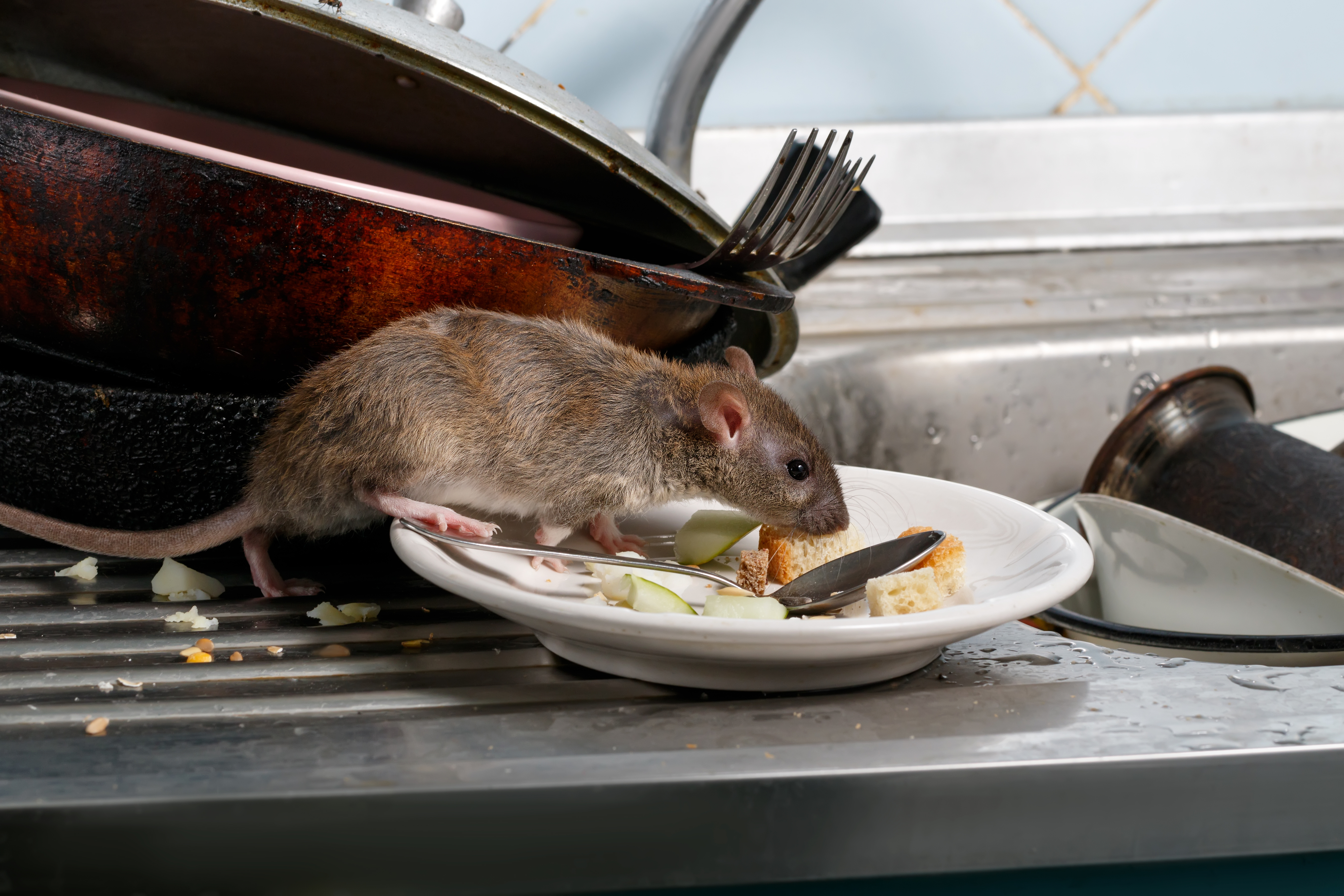 A rat scavenging food from a dirty plate in a cluttered sink