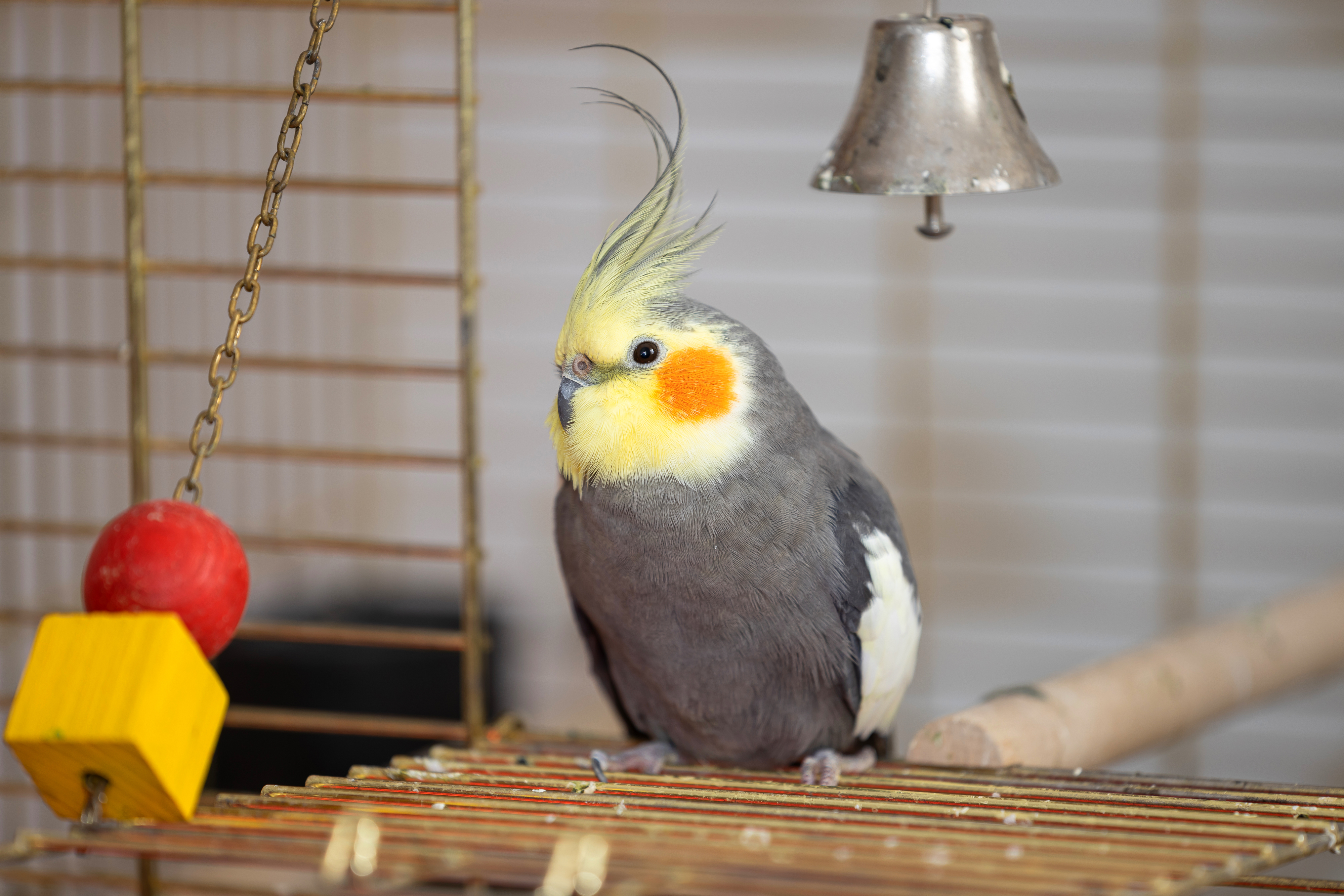 A cockatiel perched inside a cage with toys