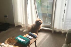 リビングルームで窓側を向いて座る犬とテーブルの上のリモコン。