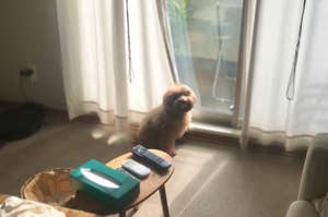 室内にいる小型犬が窓際を見つめています。リモコンが置かれたテーブルも写っています。