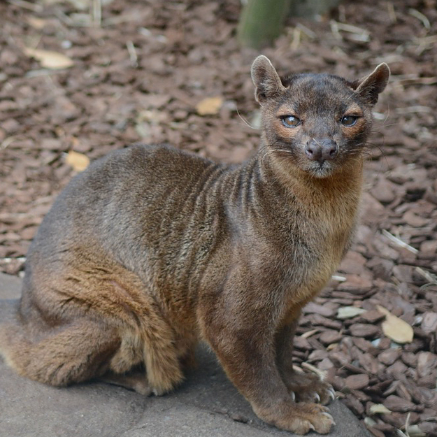 ジャージ 動物 人気 怖い