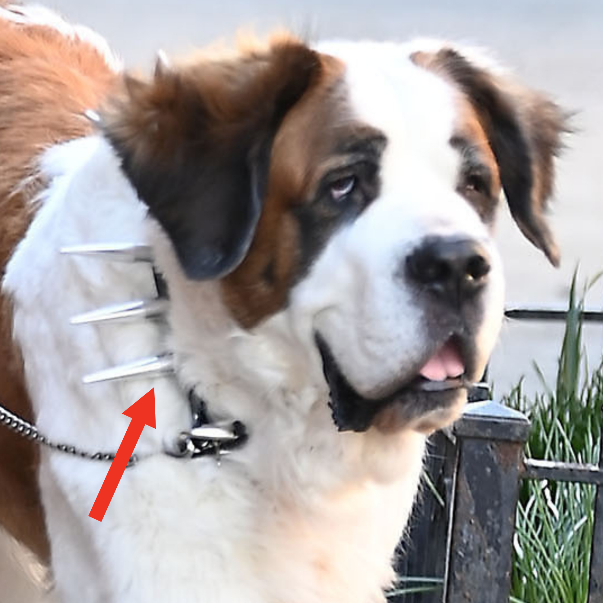 Saint Bernard dog with a spiked collar on a leash