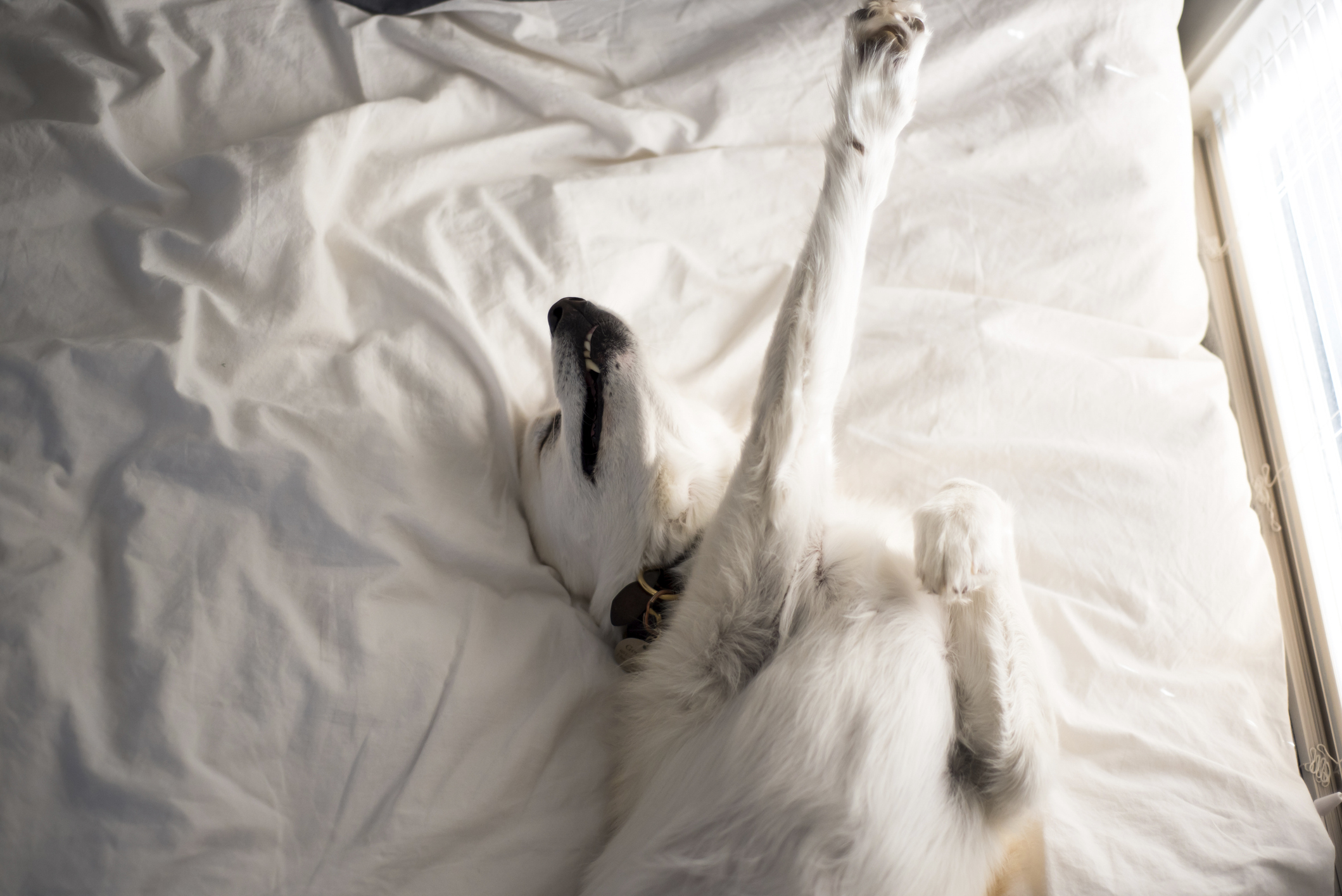 A dog is lying on its back with its paws up, relaxing on a bed