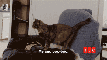 Cat on a chair with text &quot;Me and boo-boo.&quot;