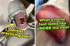 Dentist practicing tool and what a horse foot looks like under the hoof