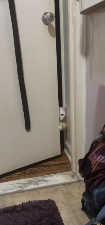A cat peeks out from behind a slightly open door