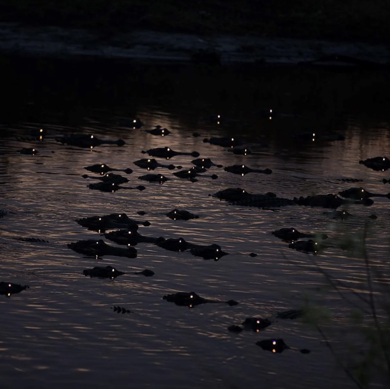 A group of hippos in a river at dusk, their eyes and ears visible above the water surface