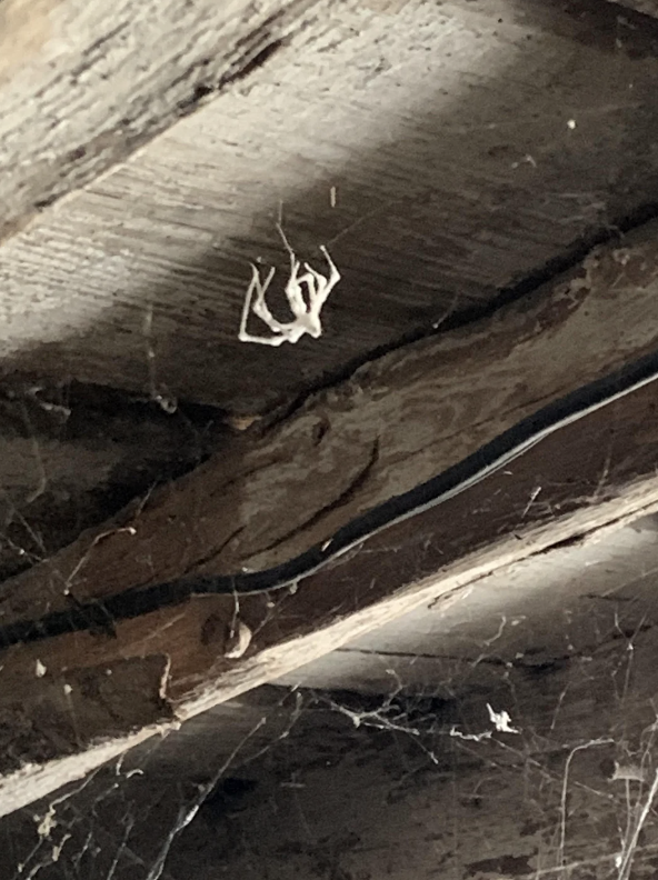 Spider hanging upside down from web under wooden beams