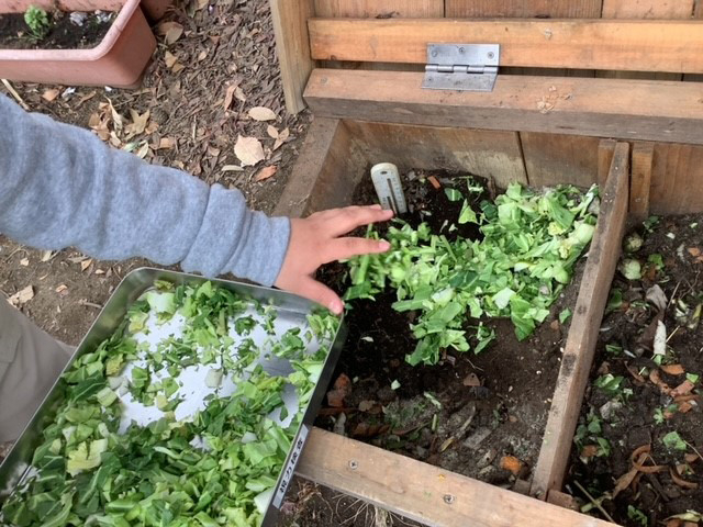 人が葉物野菜をプランターに植える手作業をしている。