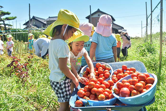 子供たちがトマトの収穫を手伝っています。