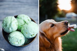 Bowl of pistachio ice cream on left; close-up of dog licking ice pop on right