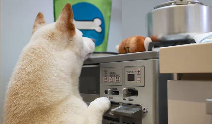 キッチンで犬が炊飯器を見つめている場面